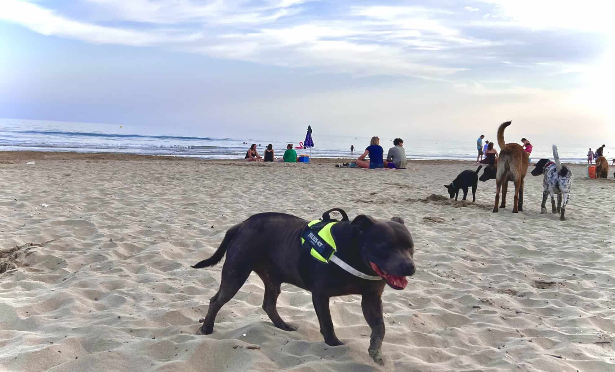 La Grande Motte Les Animaux Sont Accept S Sur Une Partie De La Plage