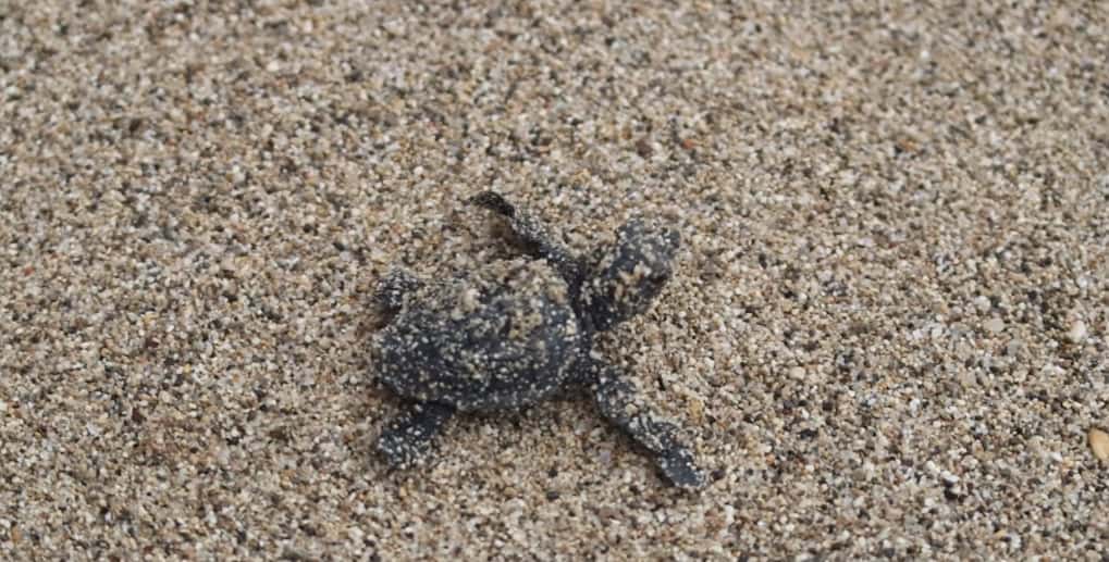 Hérault environ 80 bébés tortues sont nés sur la plage de Marseillan