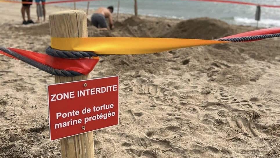 Littoral : une tortue Caouanne  aperçue sur une plage de Saint-Pierre la mer dans l’Aude