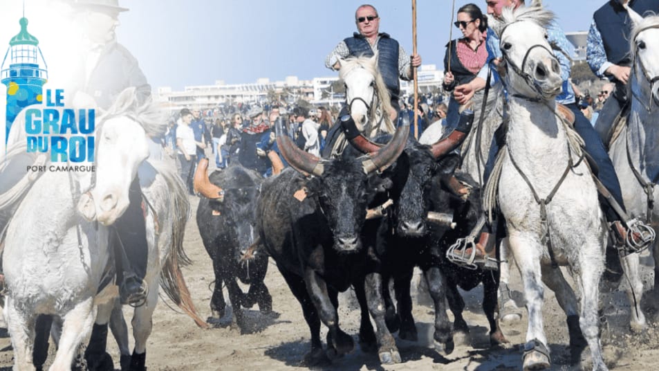 Grau-du-Roi : l’abrivado des plages ouvrira la saison taurine en beauté