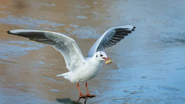 Gard : De nombreux cas de « grippe aviaire » détectés