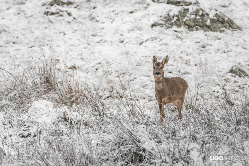 neige Aubrac Lozère 