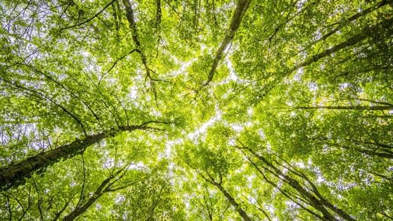 Hérault : Prade-le-Lez accueille l’exposition « Les Forêts »