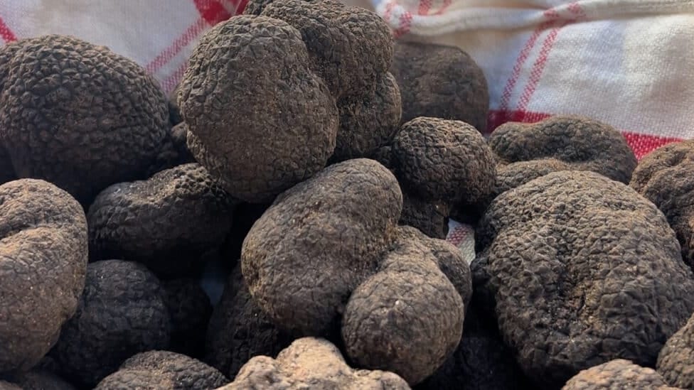 Hérault : retrouvez Ricky le cochon pour la Fête de la truffe à Claret ce week-end