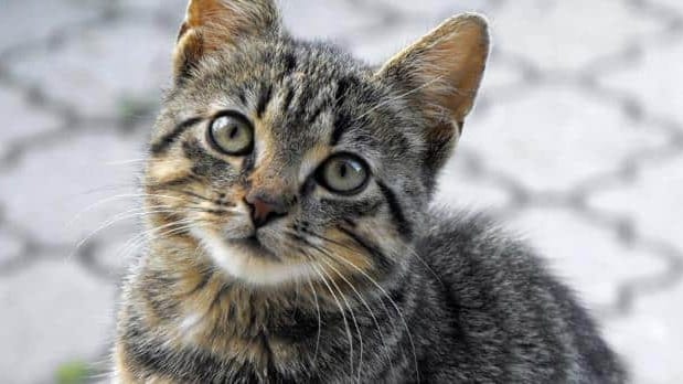 Hérault : les « chats de Dubout » à l’honneur lors d’une exposition à Palavas-les-Flots