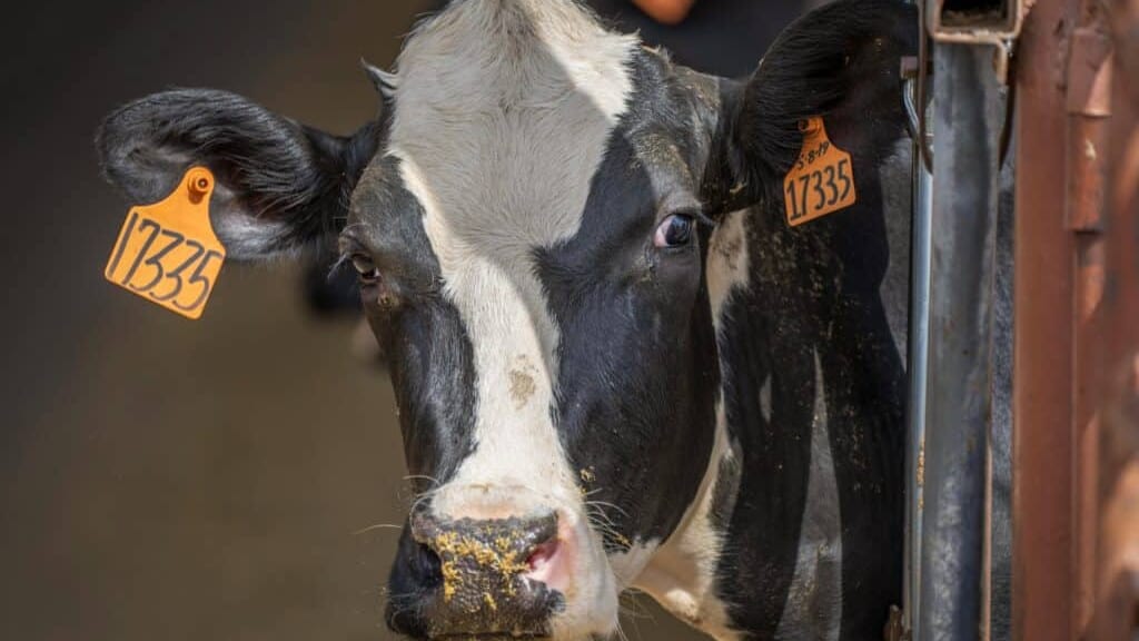 Gard : liquidation le 15 janvier prochain, quel avenir pour l’abattoir d’Alès ?