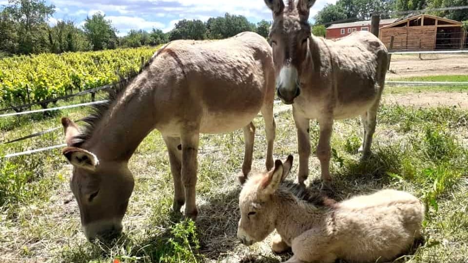 Gard : 60 fermes participeront à l’édition 2026 de « Ferme en ferme »