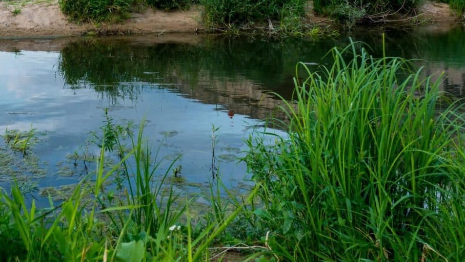 Hérault : cyanobactéries dans le Lez, baignade et consommation de l’eau interdites à Lattes