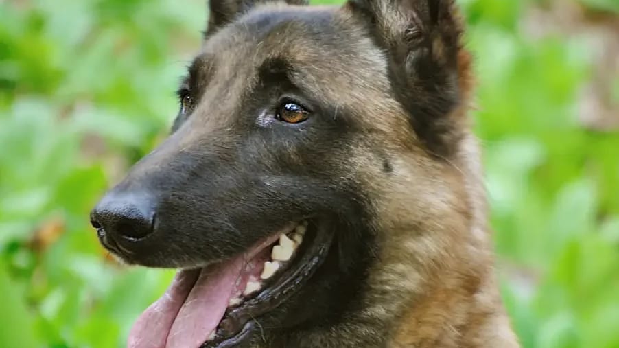 Mort d’Alain Delon : son chien sera-t-il euthanasié ?