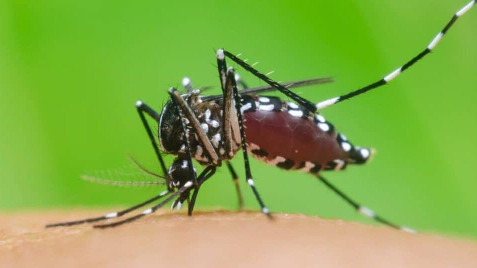 Hérault : un nouveau cas de chikungunya autochtone signalé
