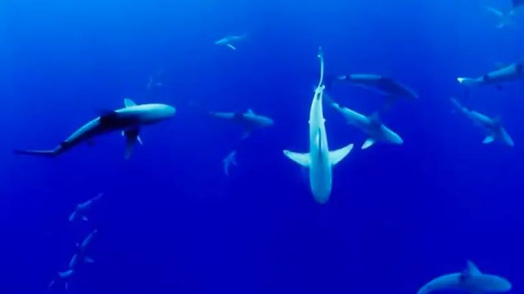 Pyrénées-Orientales : « Splash Lab », une sensibilisation à la fragilité des océans