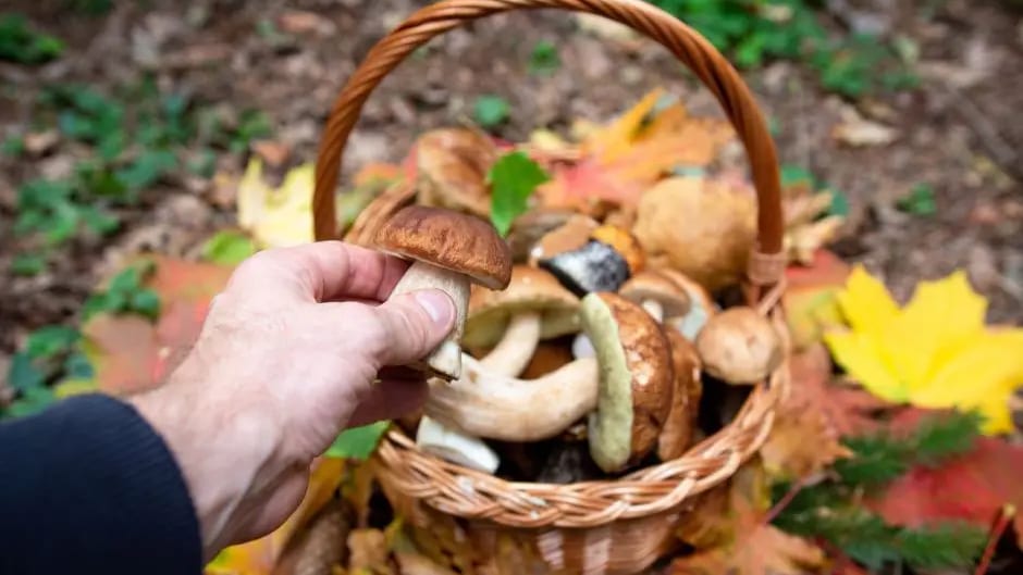 Il tombe sur un cadavre lors de sa cueillette de champignons