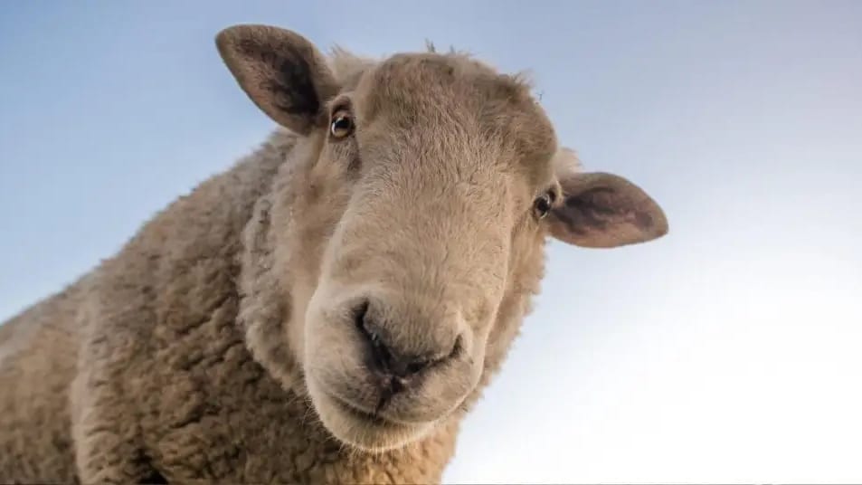 Hérault : la fièvre catarrhale ovine continue de progresser dans le département