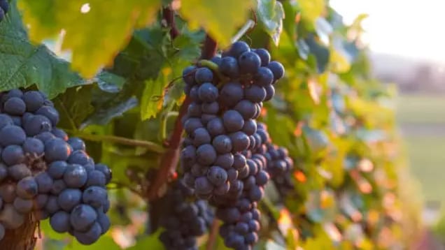 Hérault : viticulture, une aide de 130 millions d’euros pour l’arrachage définitif des vignes