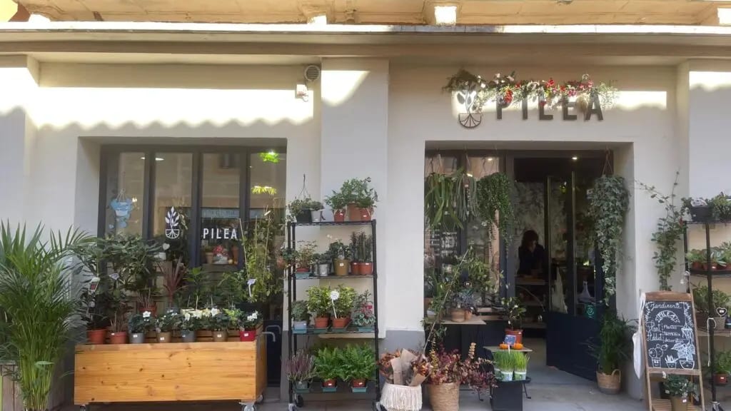 Montpellier : PILEA, une jardinerie urbaine pour « reproduire la nature dans sa maison »