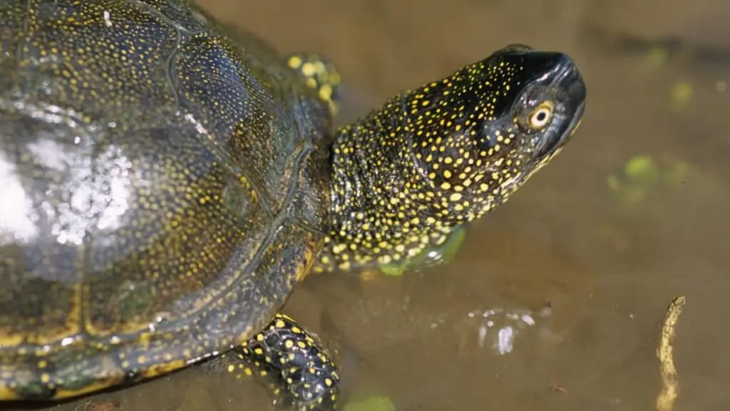 Gers : une « zone de quiétude » pour préserver la tortue Cistude d’Europe