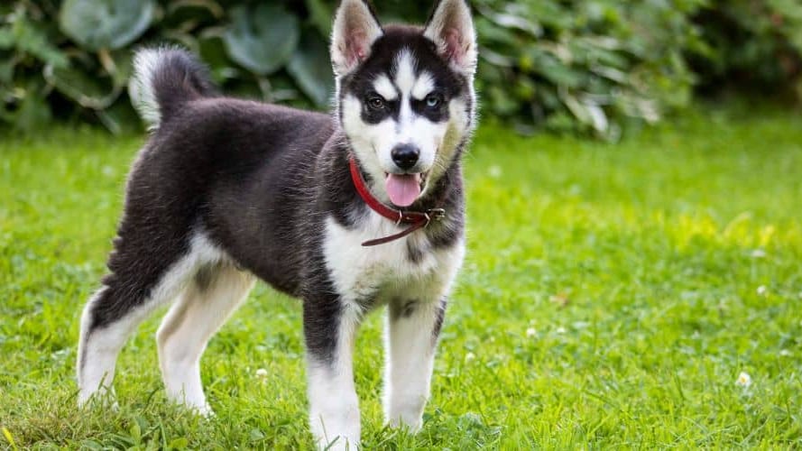 Montpellier : il menace un propriétaire de chiot de le « planter » avec un couteau