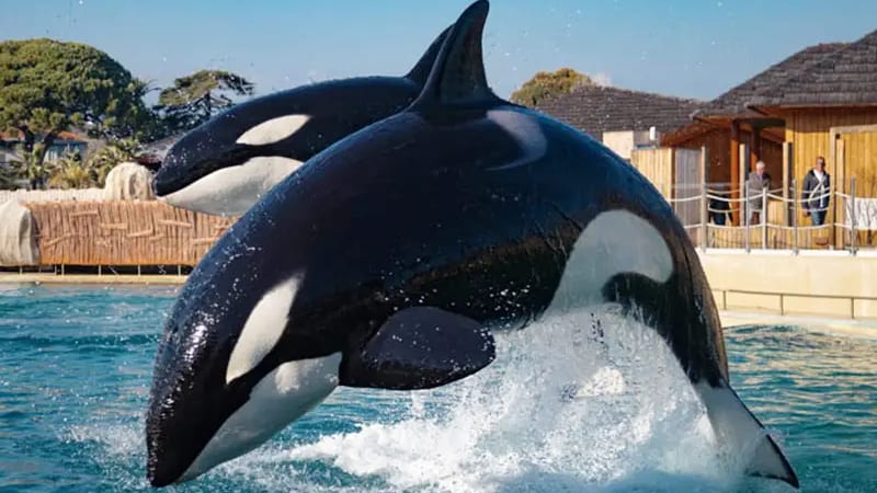 Marineland : One Voice se mobilise contre un possible transfert des orques vers les Canaries