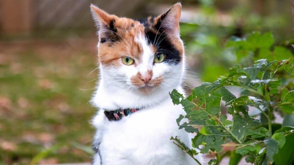 Hérault : 1250 euros d’amende car son chat faisait ses besoins dans le jardin du voisin