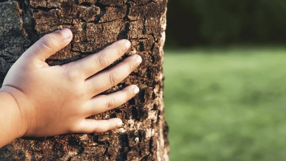 Toulouse : « 1 naissance 1 arbre », l’initiative écologique de la Ville