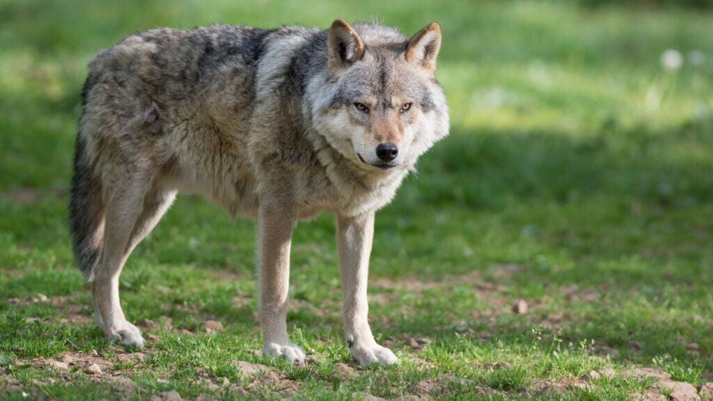Près de Perpignan : un loup percuté par une voiture