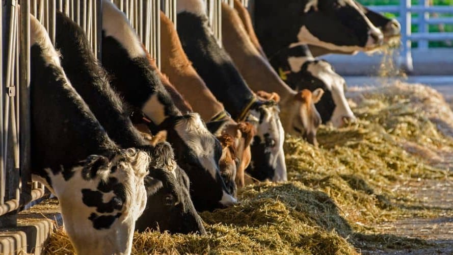 750 000 bovins seront vaccinés dans le Sud-Ouest annonce le gouvernement