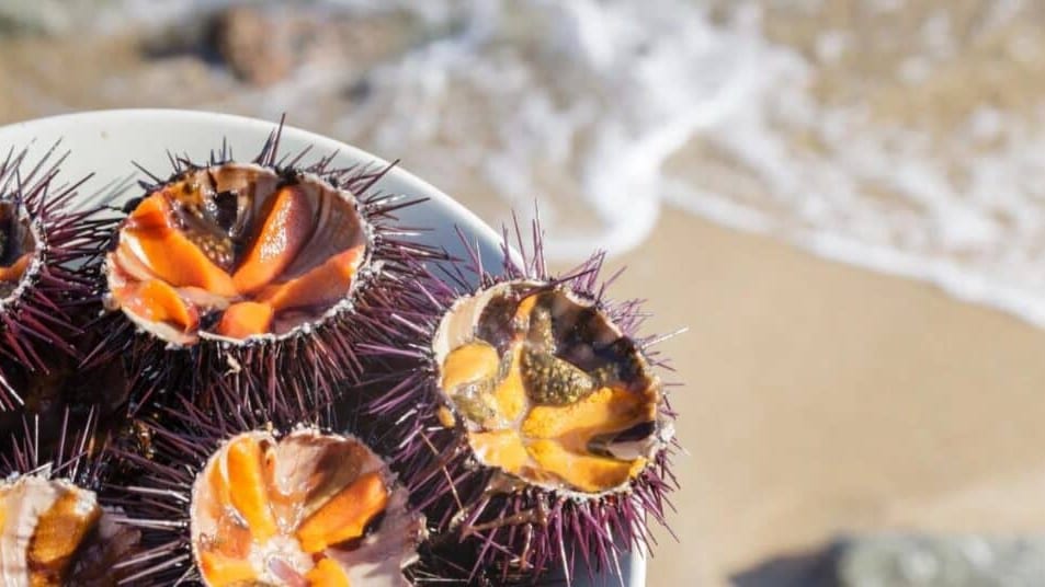 Sète : les Oursinades, grande fête gourmande du bassin de Thau