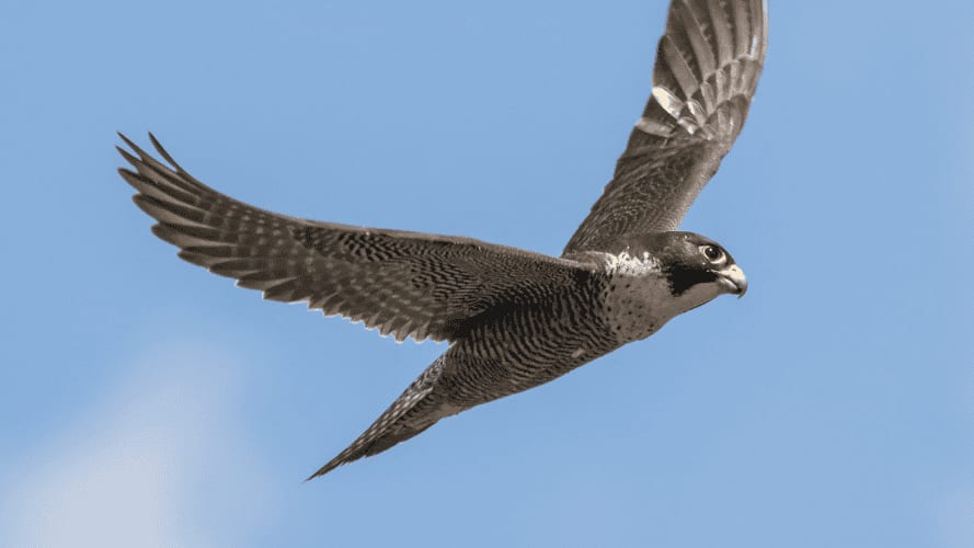 Hérault : des éoliennes ont-elles causé la mort d’oiseaux protégés ?