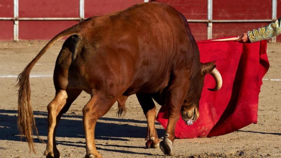 Occitanie : les corridas sont-elles vouées à disparaître ?