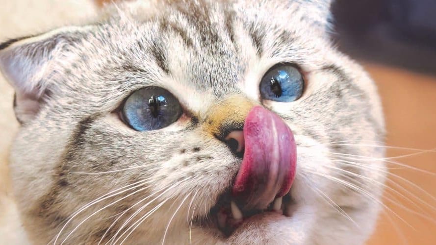Montpellier : « intoxication au muguet », attention à vos chats !