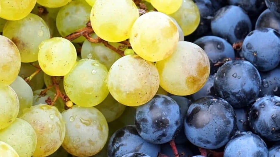 Hérault : un « fonds d’urgence » à destination des jeunes agriculteurs installés en viticulture