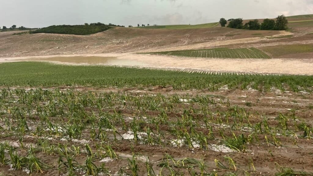 Orages de grêle dans le Tarn :  menace sur la récolte de l’ail rose de Lautrec