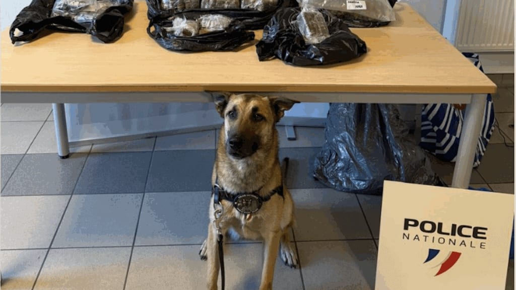 Lot : le flair d’un chien policier permet la découverte de 12kg de cannabis