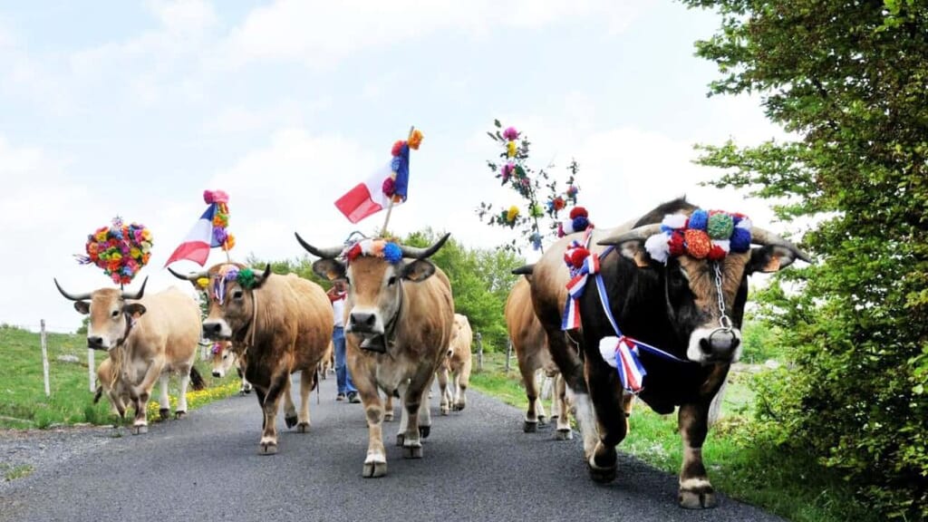 Lozère : la fête de la Transhumance se déroule ce dimanche