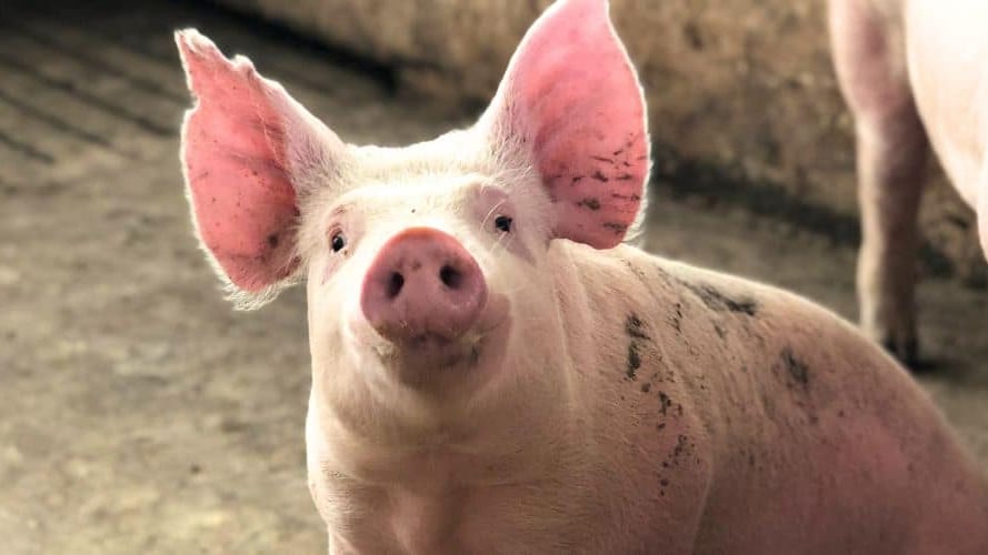 Béziers : une « fête du cochon » organisée dans les halles