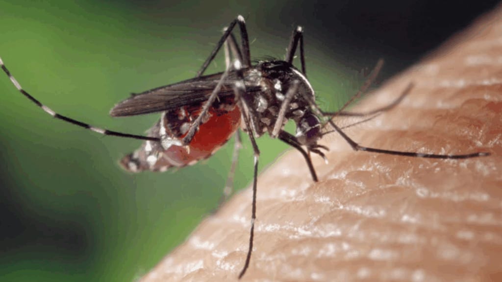 Occitanie : 70 cas de chikungunya autochtones depuis le 1er mai, l’ARS poursuit sa lutte
