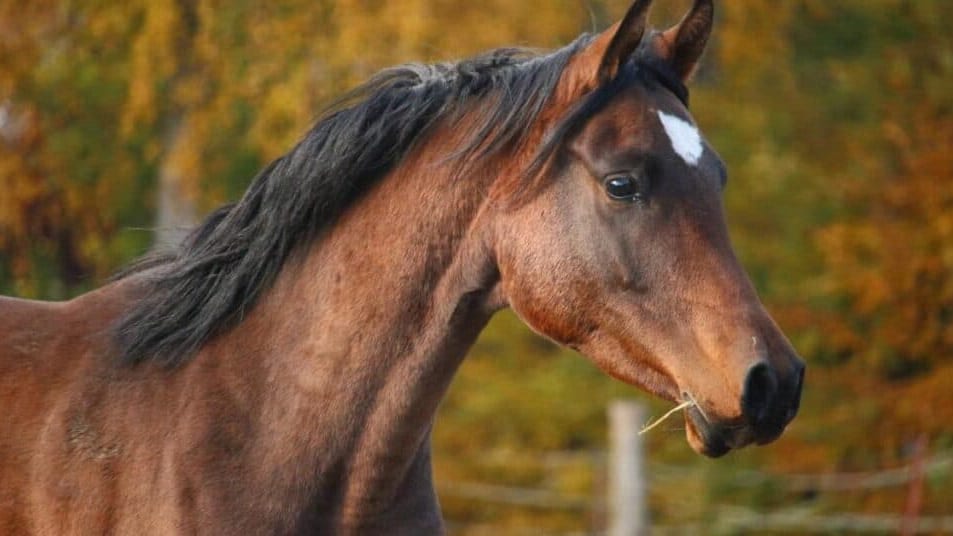 Gard : un cas du virus West Nile confirmé sur un cheval