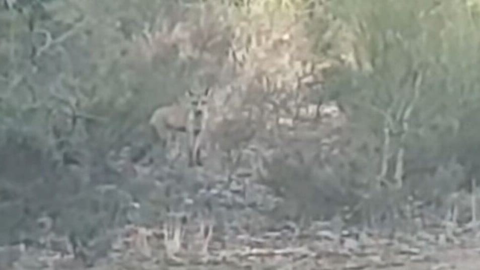 Pyrénées-Orientales : chacal doré ou renard ? quel est cet animal aperçu dans le massif du Canigó ?