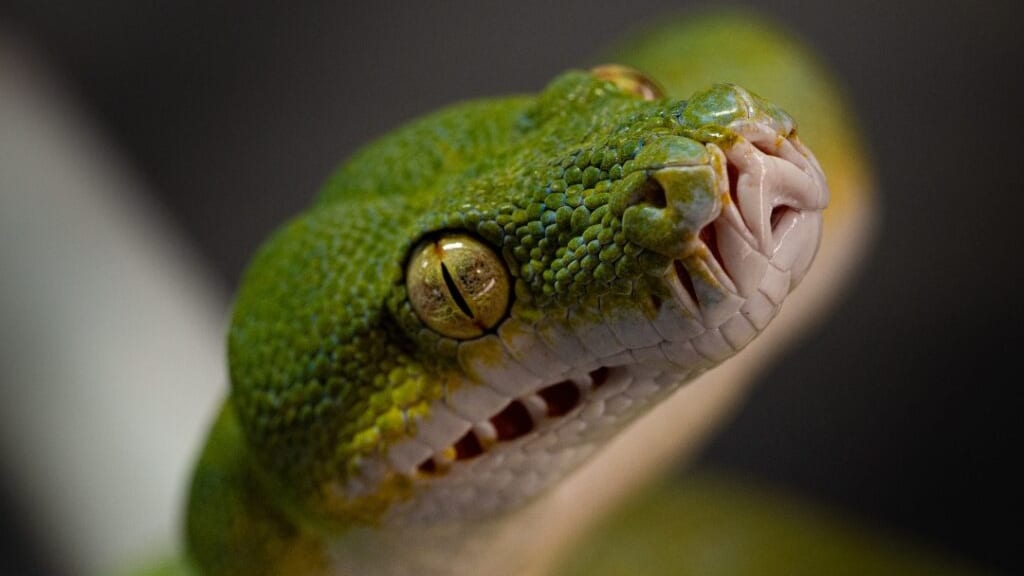 Nîmes : Les Reptiliades, « le plus grand salon terrariophile de France », c’est pour bientôt !