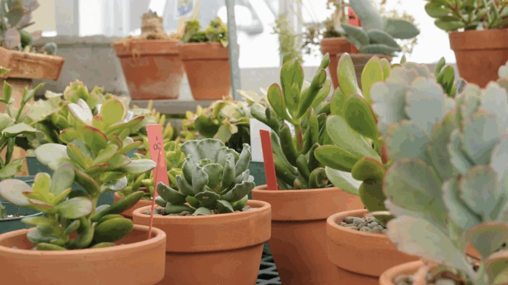 Montpellier : des plantes à moins d’un euro tout le week-end à la Halle Tropisme