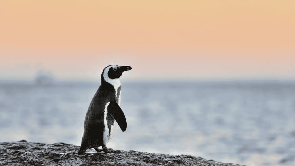 Sète : les « pingouins » étaient en réalité des cormorans