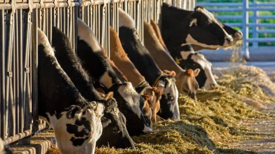 Pyrénées-Orientales : un nouveau cas de DNC détecté, quatre vaches abattues