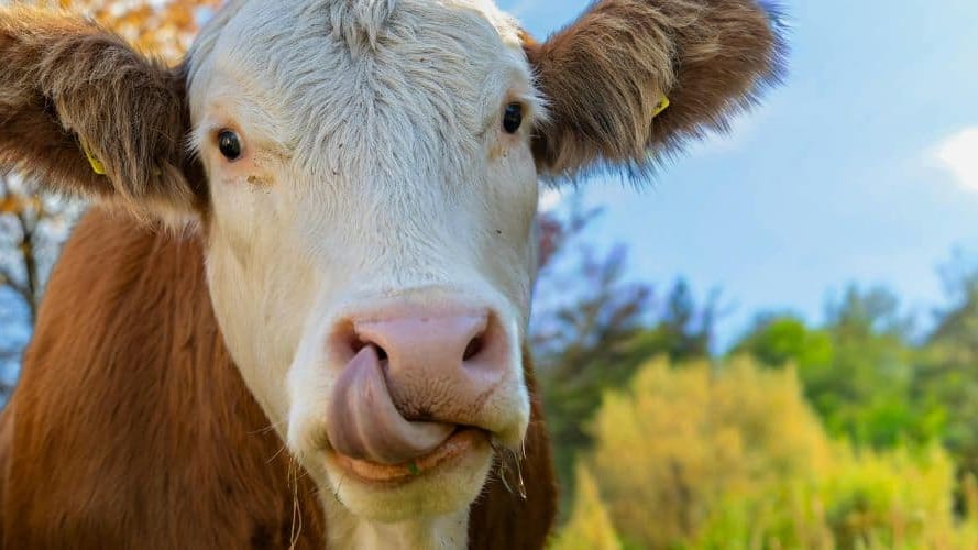 Historique, il n’y aura pas de bovins au Salon de l’agriculture 2026