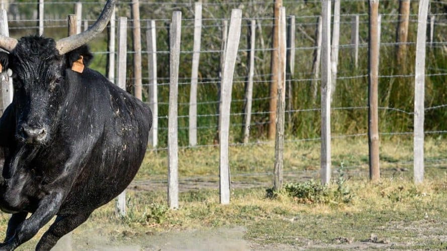 Camargue : un homme encorné par un taureau ce dimanche