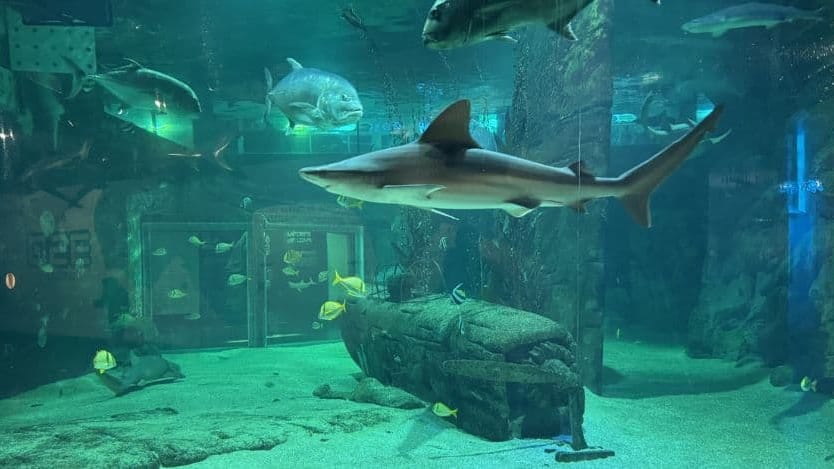 Gard : chasse aux oeufs, sorties natures et ateliers pour les vacances au Seaquarium du Grau-du-Roi