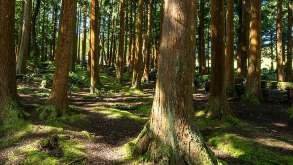 Un corps carbonisé retrouvé dans une forêt