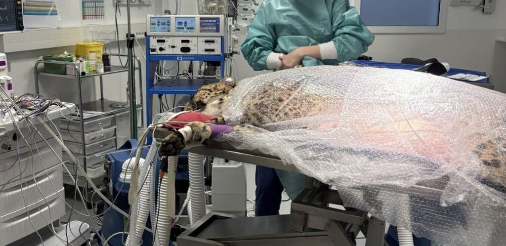Hérault : qu’est-il arrivé à Rajesh, un guépard du zoo de Montpellier ?