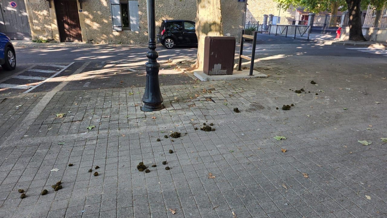 Municipalité de Mons, déjection des chevaux
