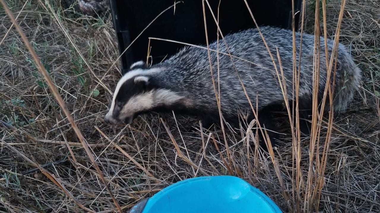 SDIS 30 / Le blaireau a été découvert coincé dans un jardin