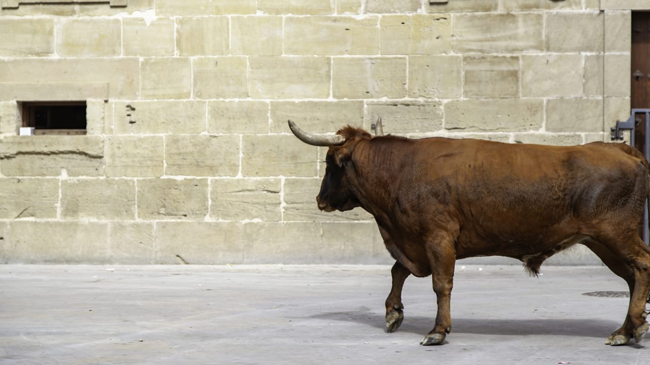 Photo d'illustration - Taureau